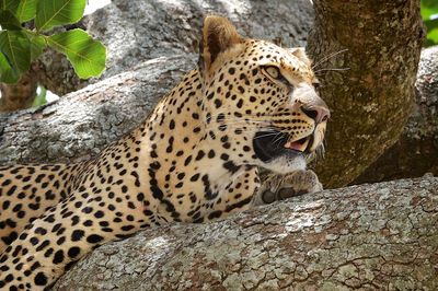Close-up of a cat on rock