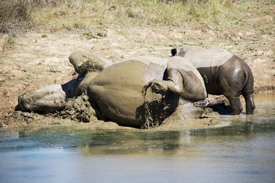 Rhinoceros relaxing in lake