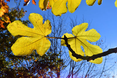 Low angle view of autumnal leaves against blue sky