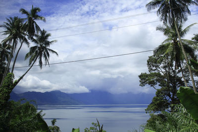 Low angle view of coconut palm trees against sky