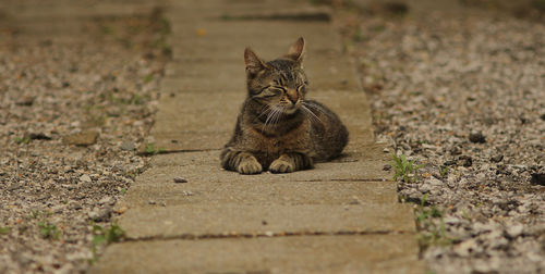 Portrait of a cat sitting on field