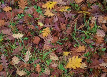 High angle view of maple leaves fallen on field