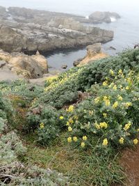 Plants growing in water