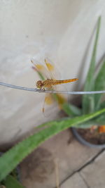 Close-up of insect on flower