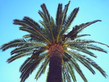 Low angle view of palm tree against clear sky