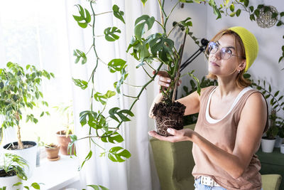 Woman is taking care of rhaphidophora tetrasperma, mini monstera. urban jungle, gardening concept