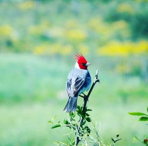 Close-up of bird perching on plant