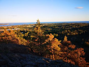 Trees on landscape against sky during autumn