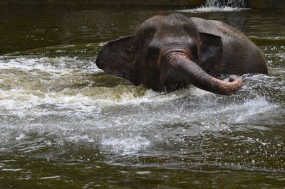 Horse in river