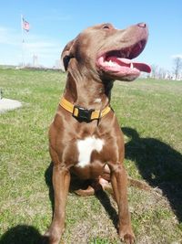 Dog looking away on grassy field