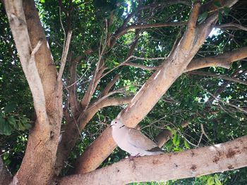 Low angle view of bird perching on tree