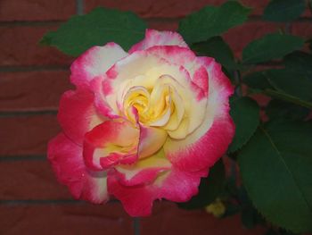 Close-up of pink rose