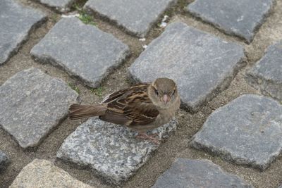 High angle view of sparrow on cobbled footpath