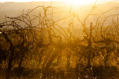 Knotted vine in winter in sunset sunlight