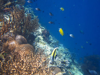 Fish swimming in sea