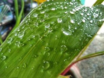 Close-up of wet plant leaves during rainy season