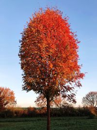 Autumn tree on field against clear sky