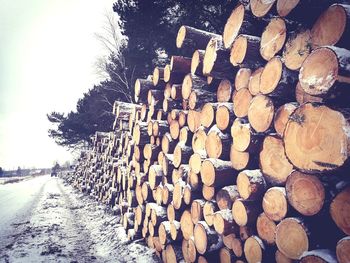 Stack of logs in forest