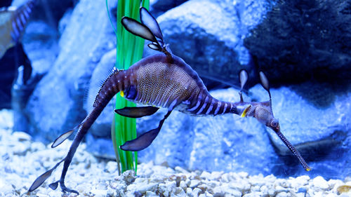 Amazing sea horse by aquarium du québec, canada.