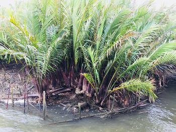 Palm tree by lake