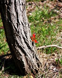 Close-up of insect on tree trunk