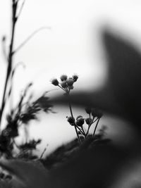 Close-up of flowering plant against sky