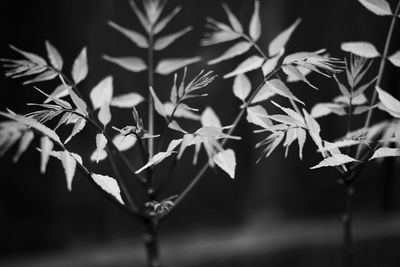 Close-up of flowers growing on branch