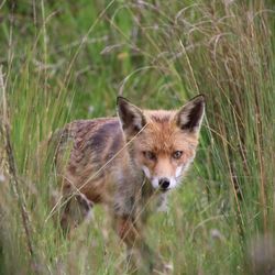 Close-up of fox on field
