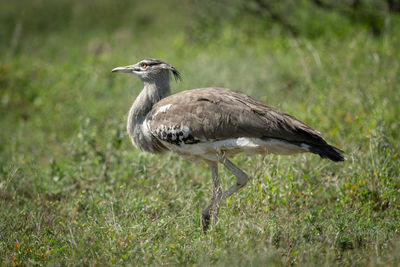 Kori bustard perching on field