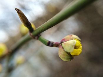 Close-up of yellow flower buds on branch