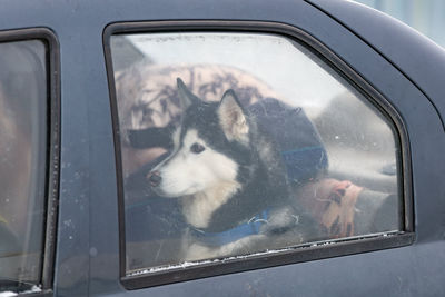 Dog seen through glass window