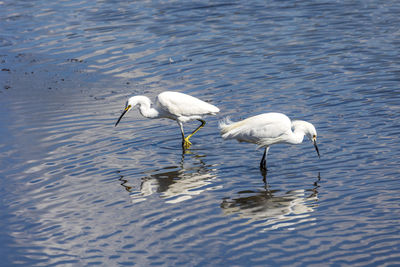 Bird in lake