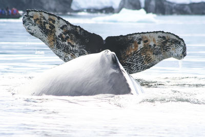 View of giraffe in sea during winter