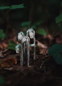 Close-up of mushroom growing on field