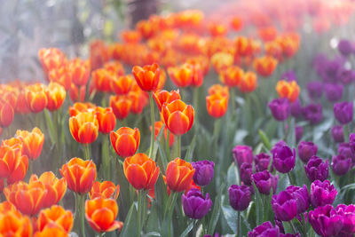 Close-up of orange tulip flowers on field