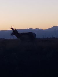 Silhouette of a horse on field against sky