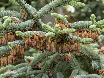 Closeup of dense flowers on a spanish fir tree branches, abies pinsapo