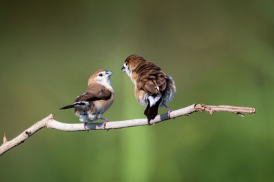 Birds perching on a branch