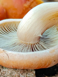 Close-up of mushrooms