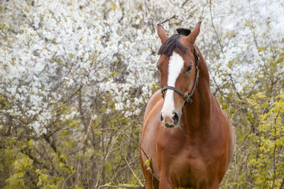 Horse in a forest