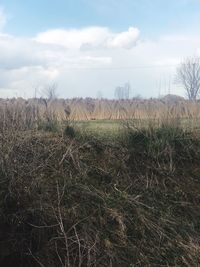 Scenic view of field against sky