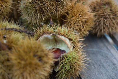 Close-up of cactus