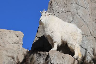 Colorado mountain goat standing on a rock.