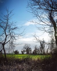 Bare trees on field against sky