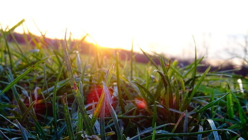 Close-up of grass growing on field against sky during sunset