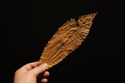 Cropped image of hand holding autumn leaf against black background