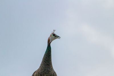 Low angle view of a bird against clear sky