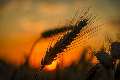 Close-up of wheat growing on field