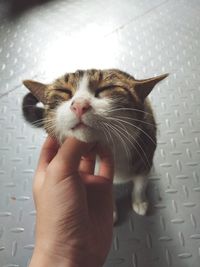 Close-up of hand holding cat at home