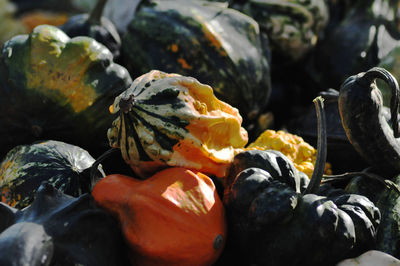 Close-up of pumpkins